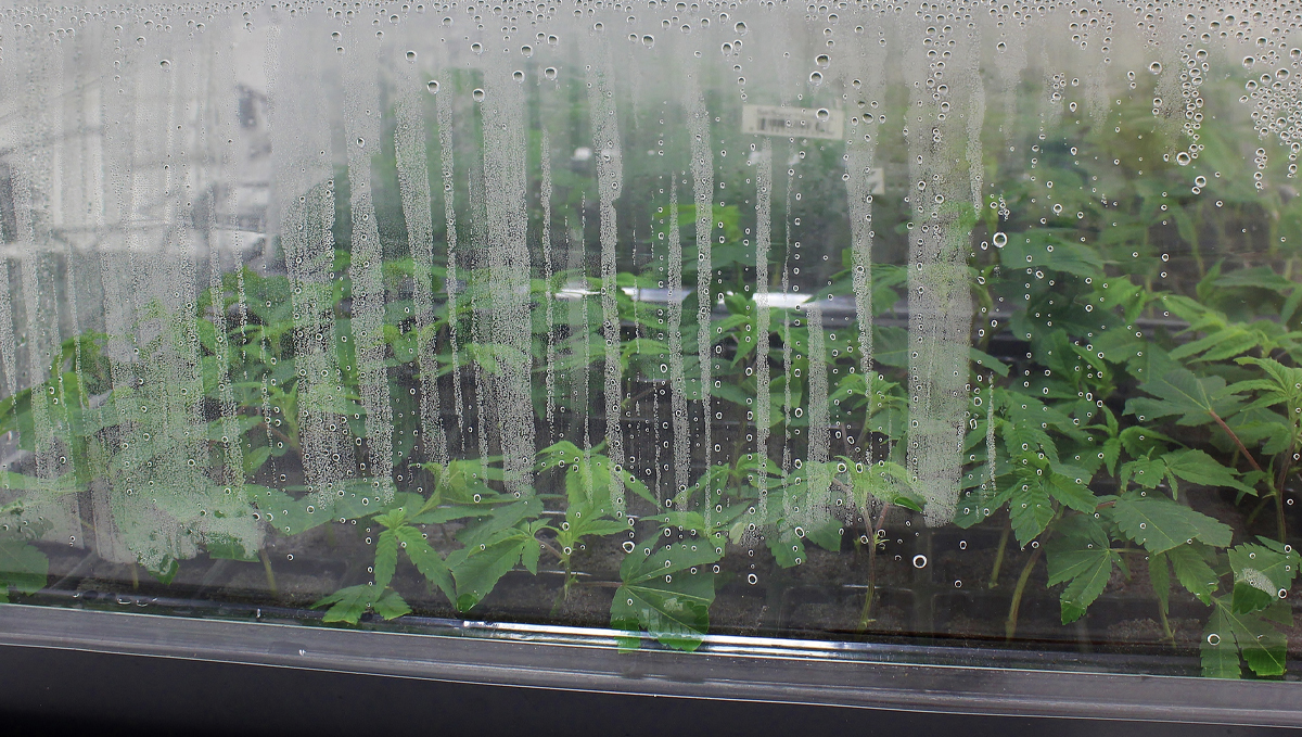 Vapor pressure deficit: how to change vpd