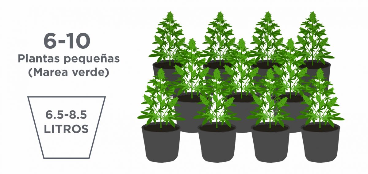 El mejor tamaño de maceta para autoflorecientes: plantas más pequeñas El mejor tamaño de maceta para autoflorecientes: plantas más pequeñas