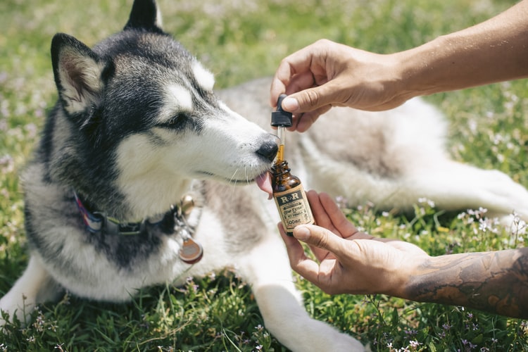Is Cannabis Safe for Pets?: Dog taking CBD