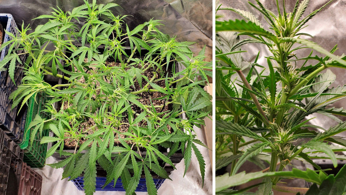 Gelato Auto Cannabis Strain Week-by-Week Guide: First flowers on a manifolded and defoliated autoflower Gelato Auto Cannabis Strain Week-by-Week Guide: First flowers on a manifolded and defoliated autoflower