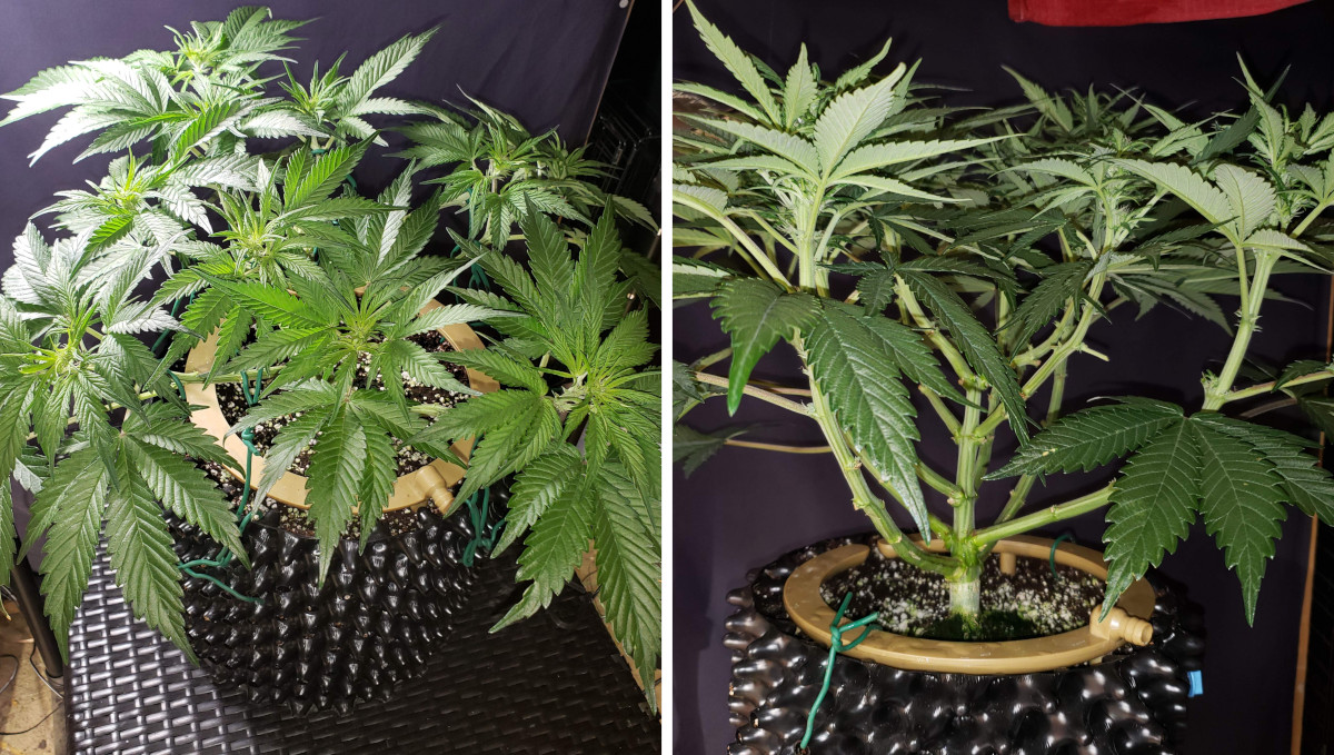 Strawberry Pie Auto Cannabis Strain Week-by-Week Guide: An LSTd and defoliated autoflower with sparse foilage Strawberry Pie Auto Cannabis Strain Week-by-Week Guide: An LSTd and defoliated autoflower with sparse foilage