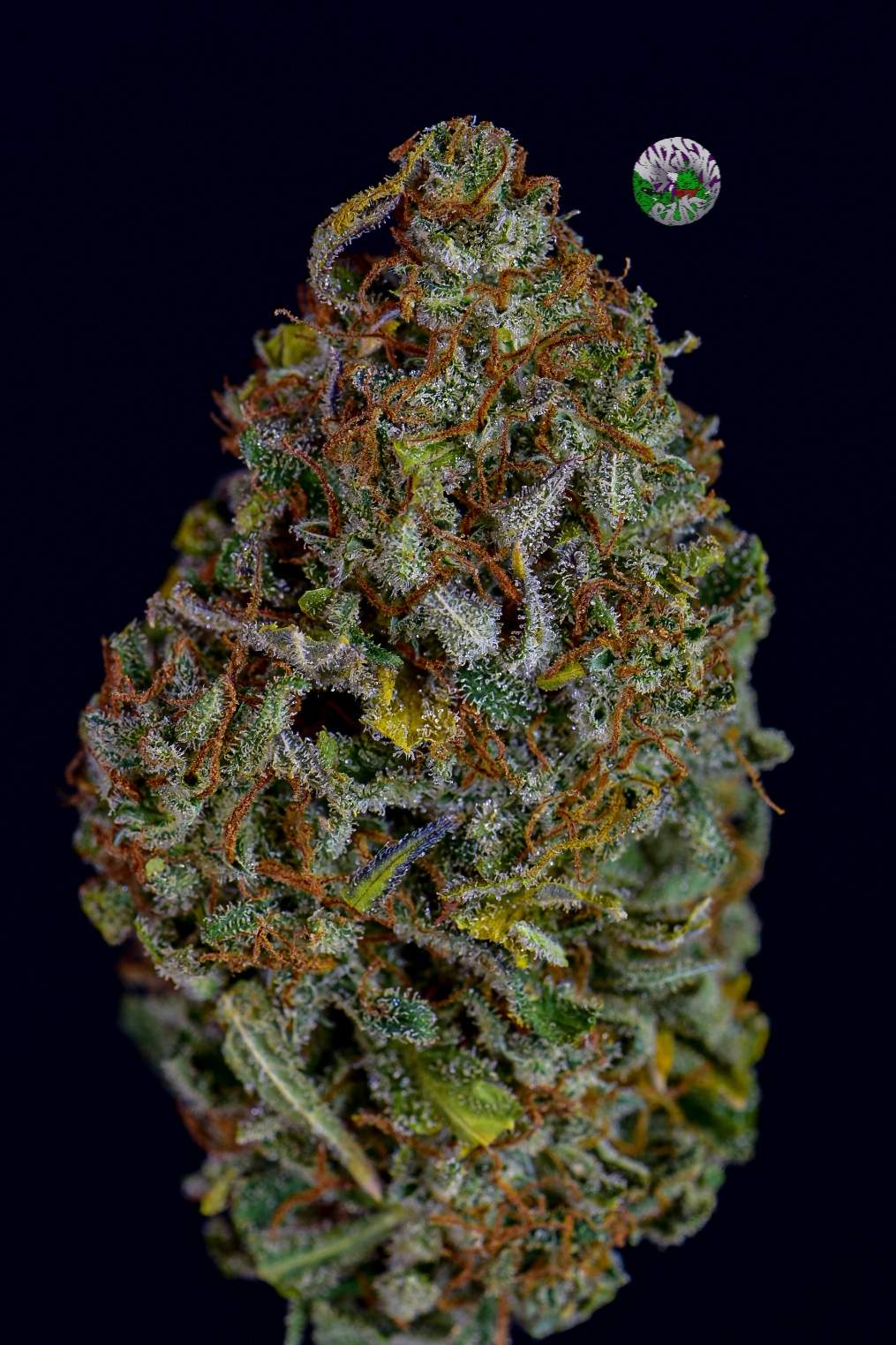 Fastbuds Pineapple EXress by Hawkbo