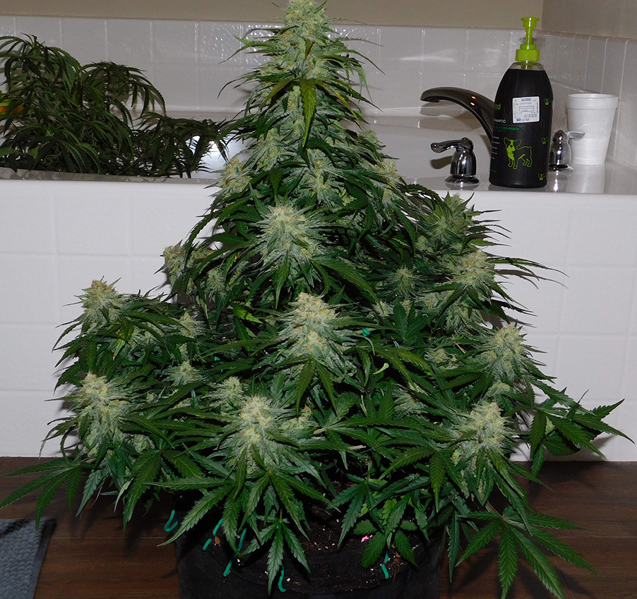 Fast Buds' Girl Scout Cookies