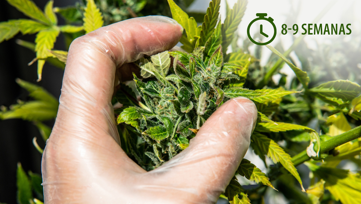 Cosecha tu cannabis autofloreciente: calendario del criador Cosecha tu cannabis autofloreciente: calendario del criador