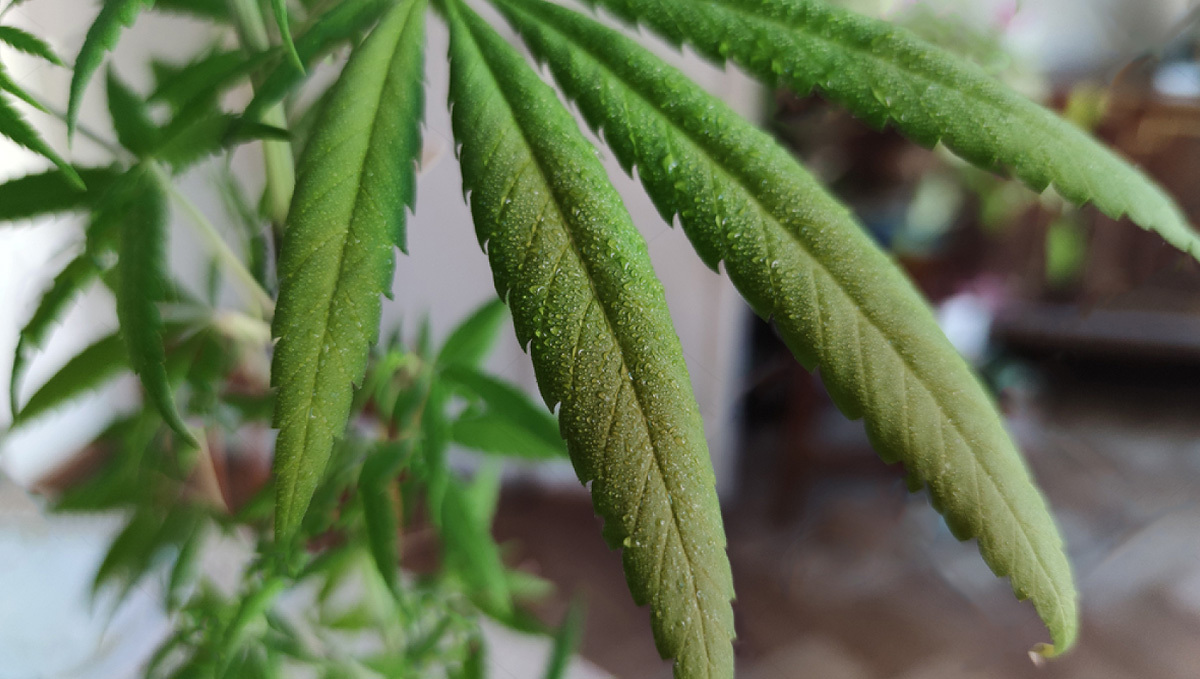 Organic pesticides for cannabis: Plant covered in Neem oil Organic pesticides for cannabis: Plant covered in Neem oil