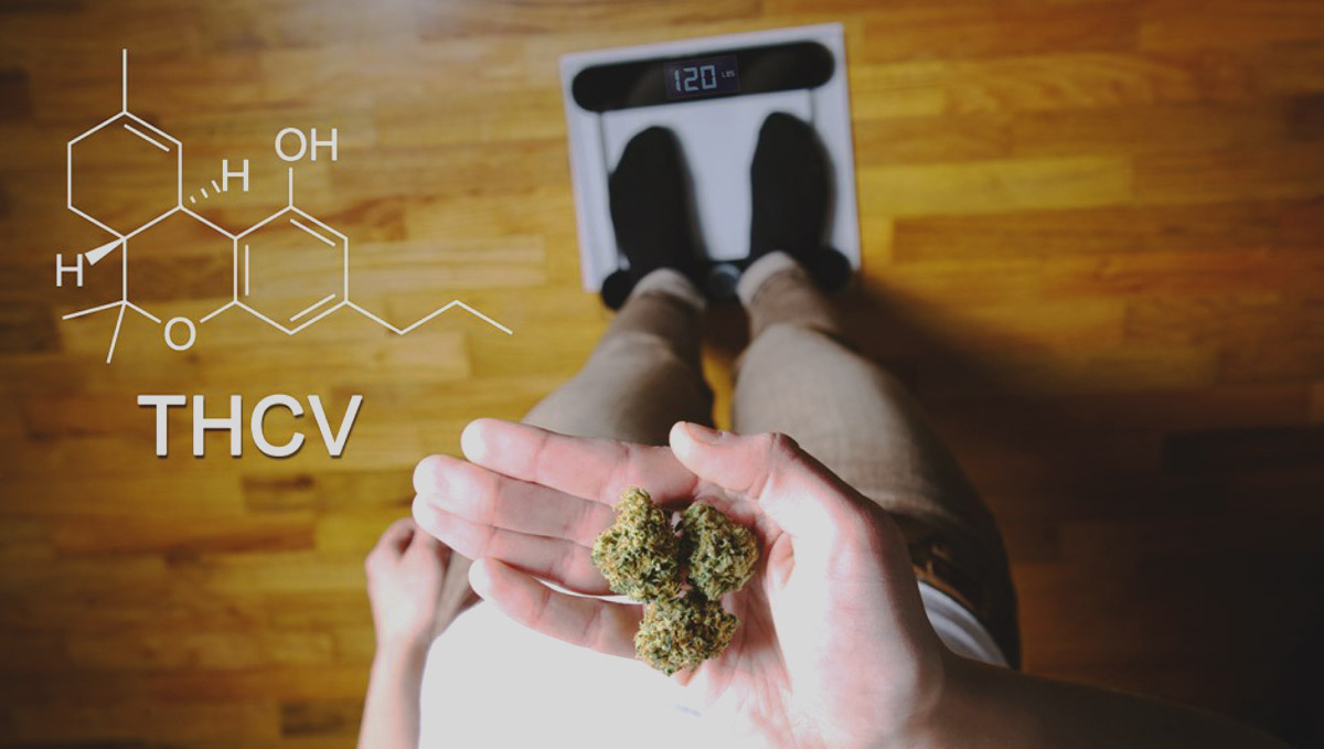 Unlike THC, THCV could actually promote weight loss. Unlike THC, THCV could actually promote weight loss.