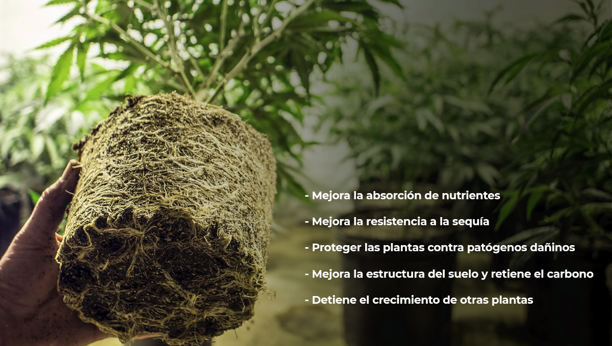 Cannabis y micorrizas: beneficios