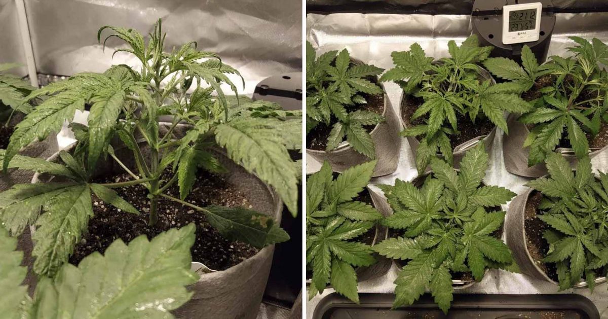 White Widow Auto guide: week 3