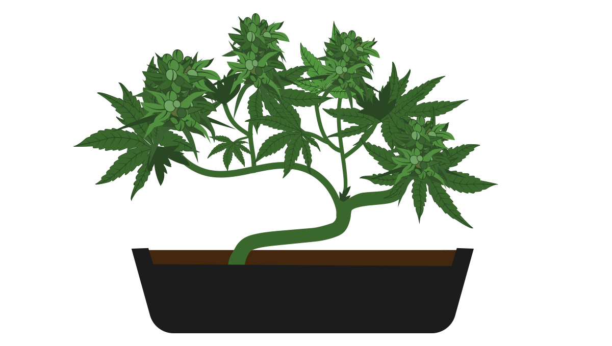 Wie man seinen eigenen Cannabis-Bonsai züchtet: Ernte