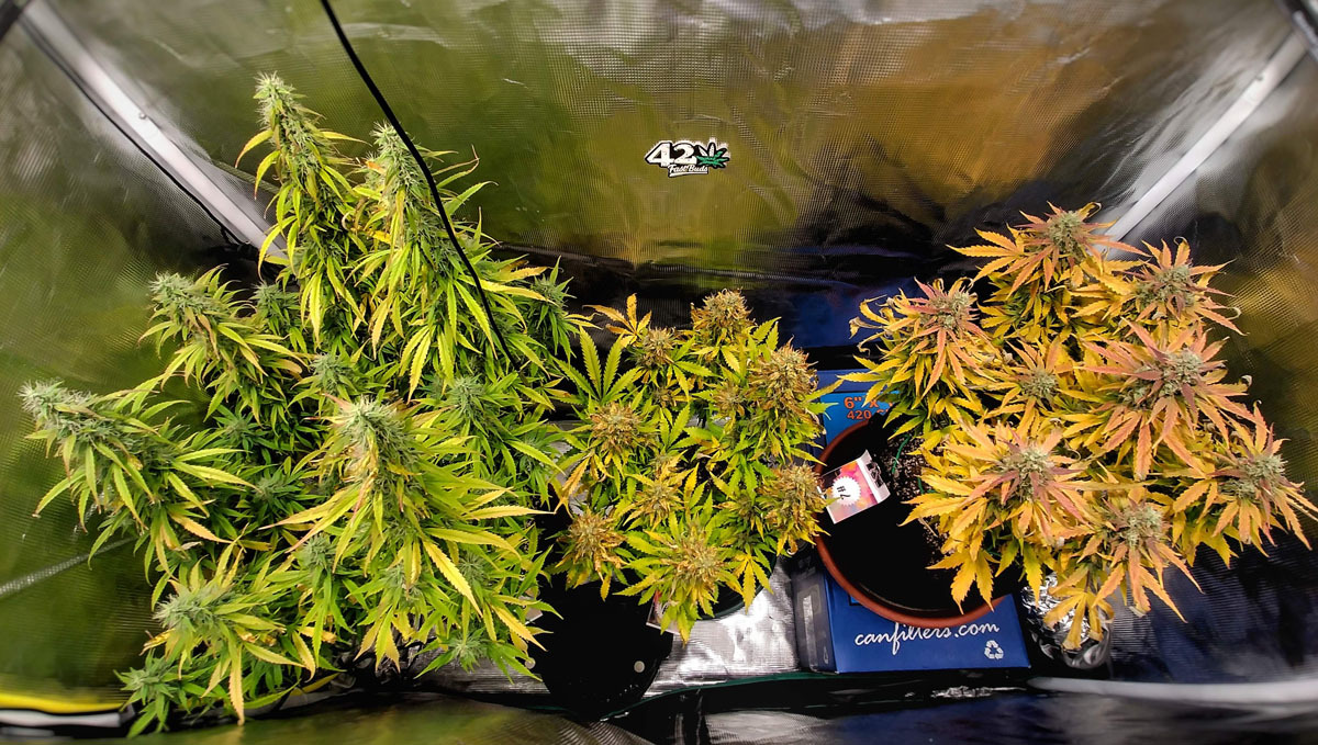 weed plants ready for harvest