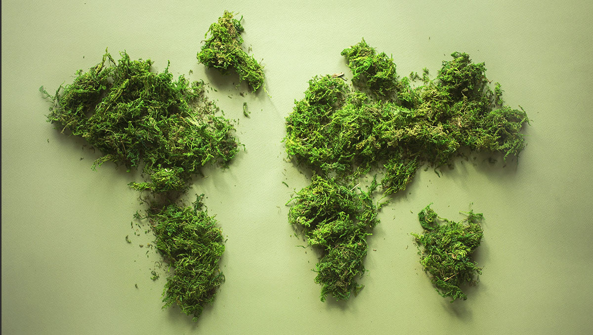 Pěstování samonakvétacího konopí venku: klimatické oblasti po celém světě Pěstování samonakvétacího konopí venku: klimatické oblasti po celém světě