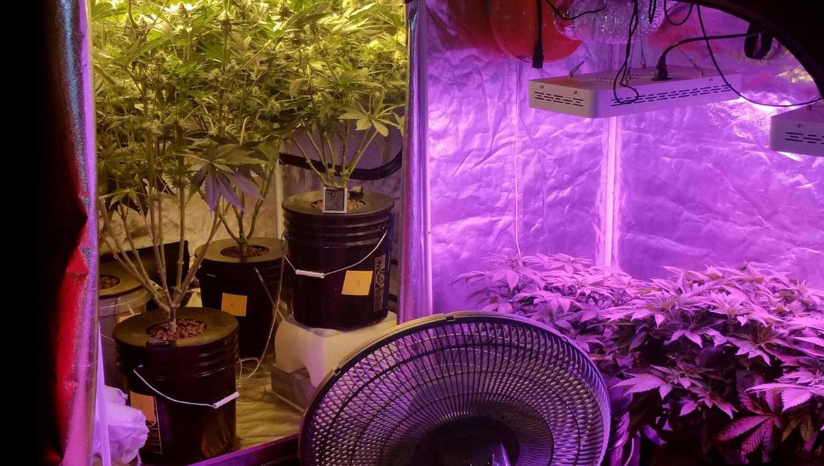 How To Maintain A Perpetual Harvest: multiple grow tents How To Maintain A Perpetual Harvest: multiple grow tents