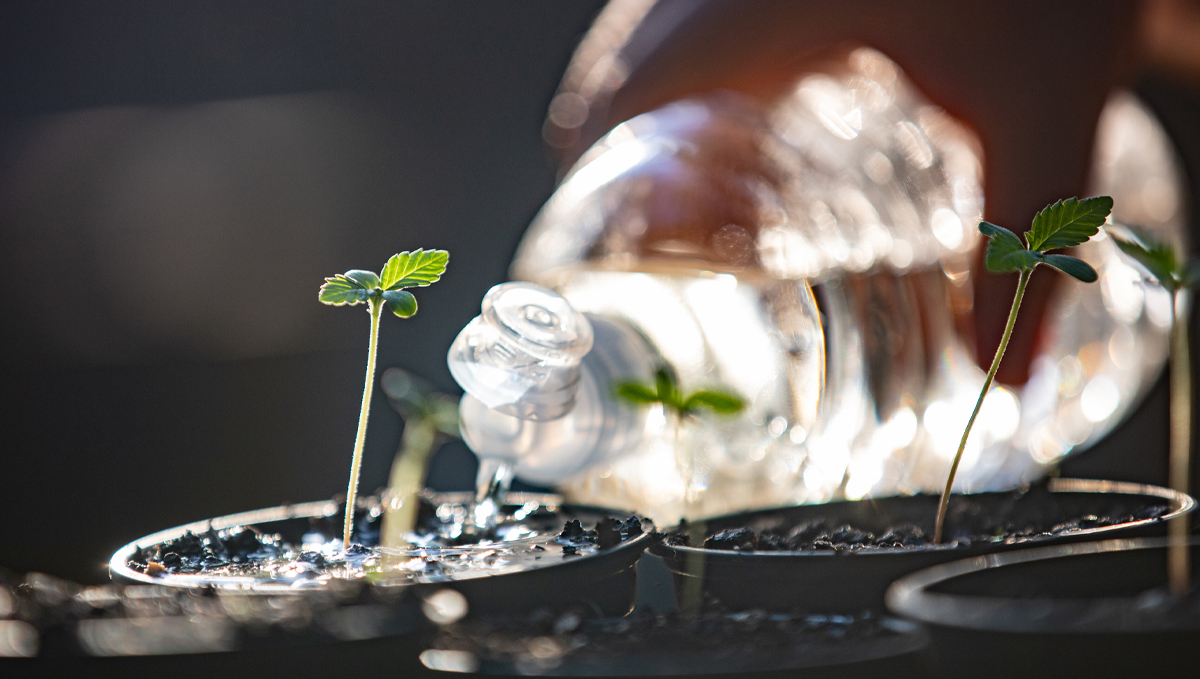 Advanced nutrients for autoflowers: products Advanced nutrients for autoflowers: products