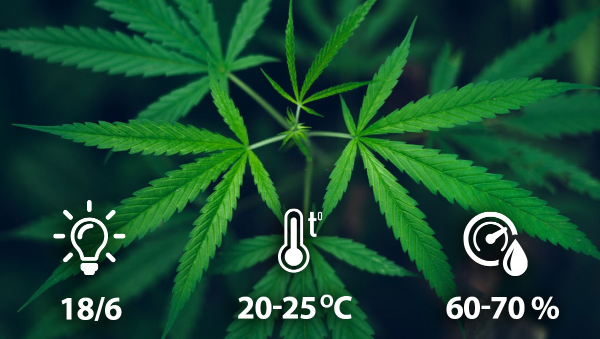 Best Conditions for Vegetative Phase