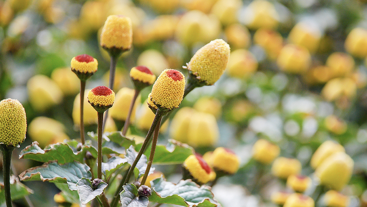 Non-marijuana cannabinoids: electric daisy