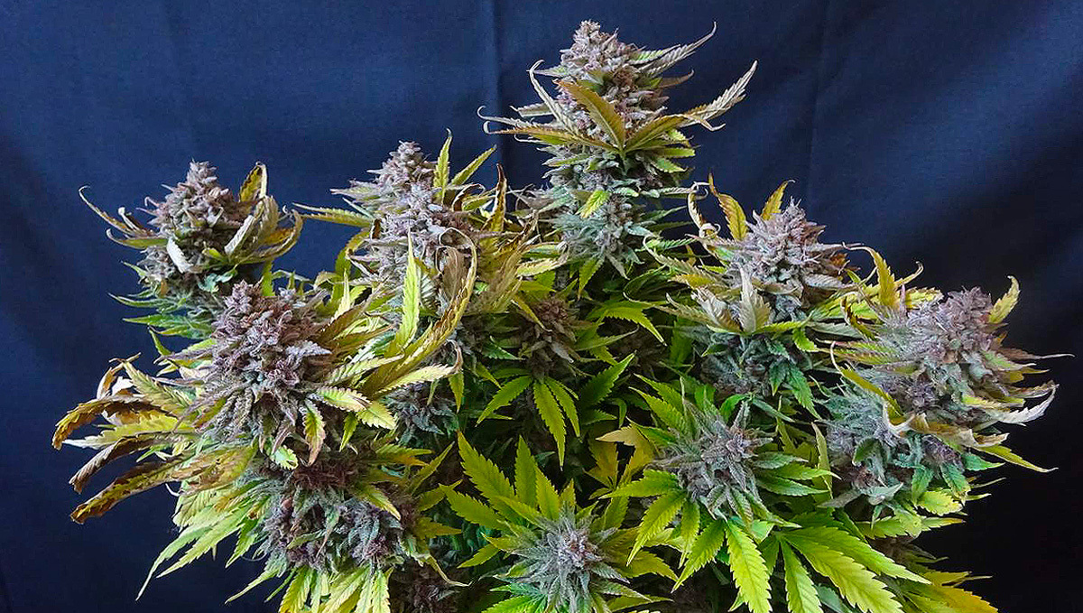 Strawberry pie auto Strawberry pie auto