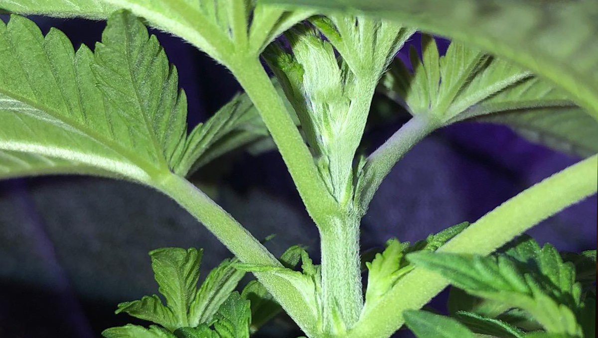 Cannabis plants anatomy: nodes