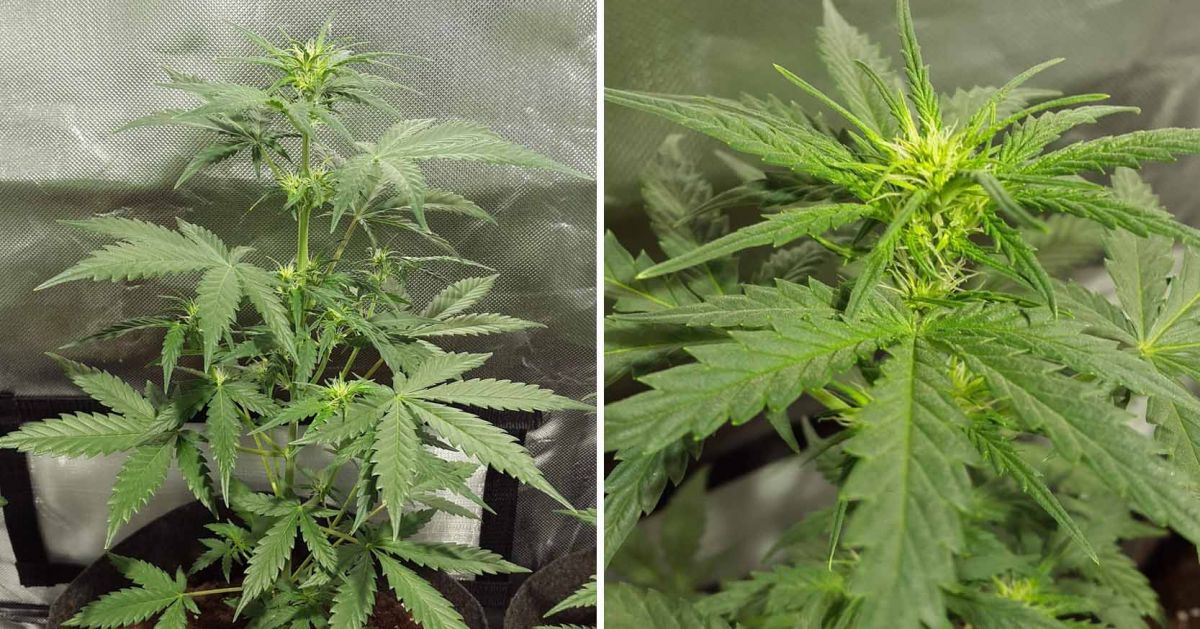 White Widow Auto guide: week 4