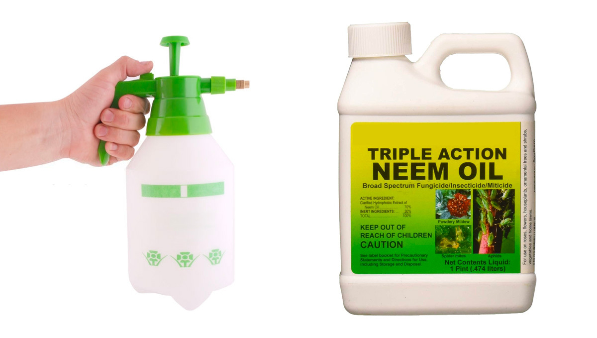 How to deal with pests