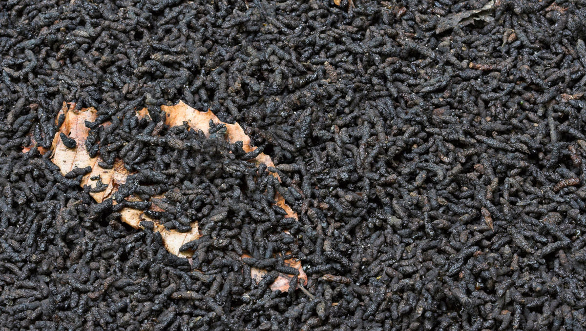 Guanokalong feeding chart: guano powder