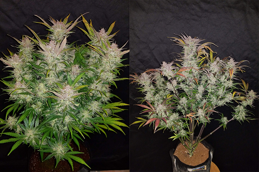 cream-cookies-before-flush.png Fast Buds Cream Cookies Before and After Flush
