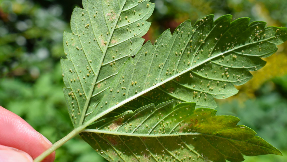 Aphids on Cannabis plant