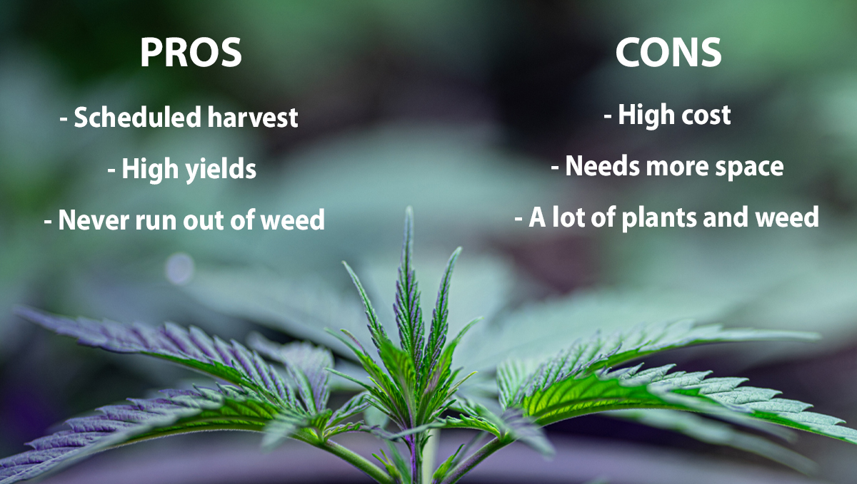 How To Maintain A Perpetual Harvest: pros and cons How To Maintain A Perpetual Harvest: pros and cons