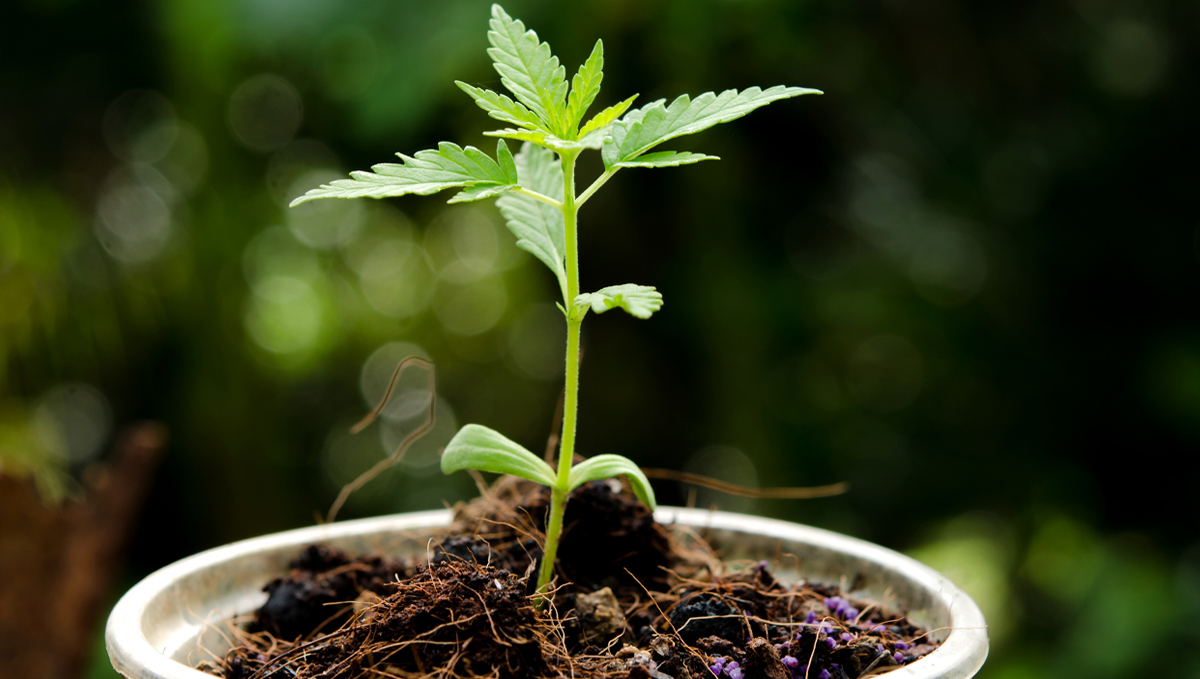 Shogun usage guide: coco