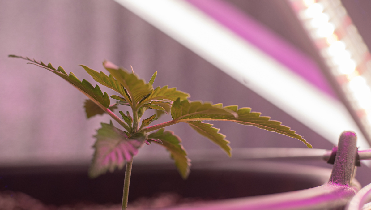 Best light spectrum for autos: essential wavelengths 