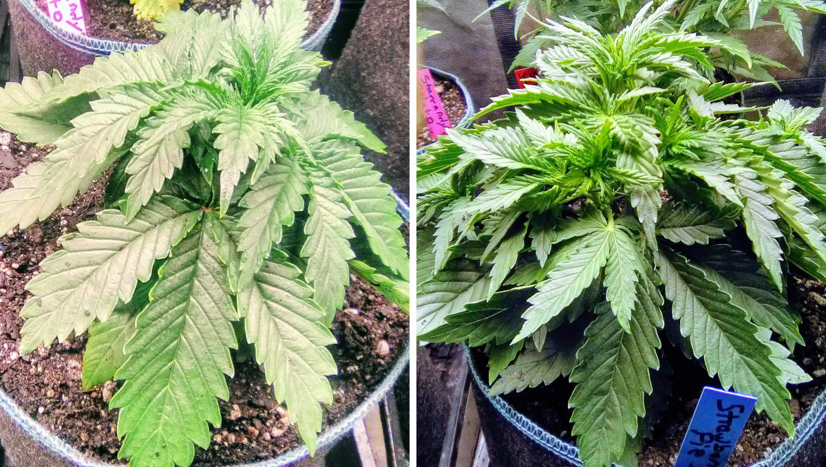 Strawberry Pie Auto Cannabis Strain Week-by-Week Guide: A compact dense autoflower at 3 and 4 weeks from seed Strawberry Pie Auto Cannabis Strain Week-by-Week Guide: A compact dense autoflower at 3 and 4 weeks from seed