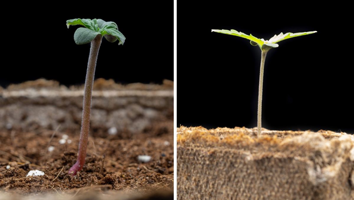 Gorilla Cookies Auto, guía semanal de la variedad: Plántelas en días 3 y 7 Gorilla Cookies Auto, guía semanal de la variedad: Plántelas en días 3 y 7