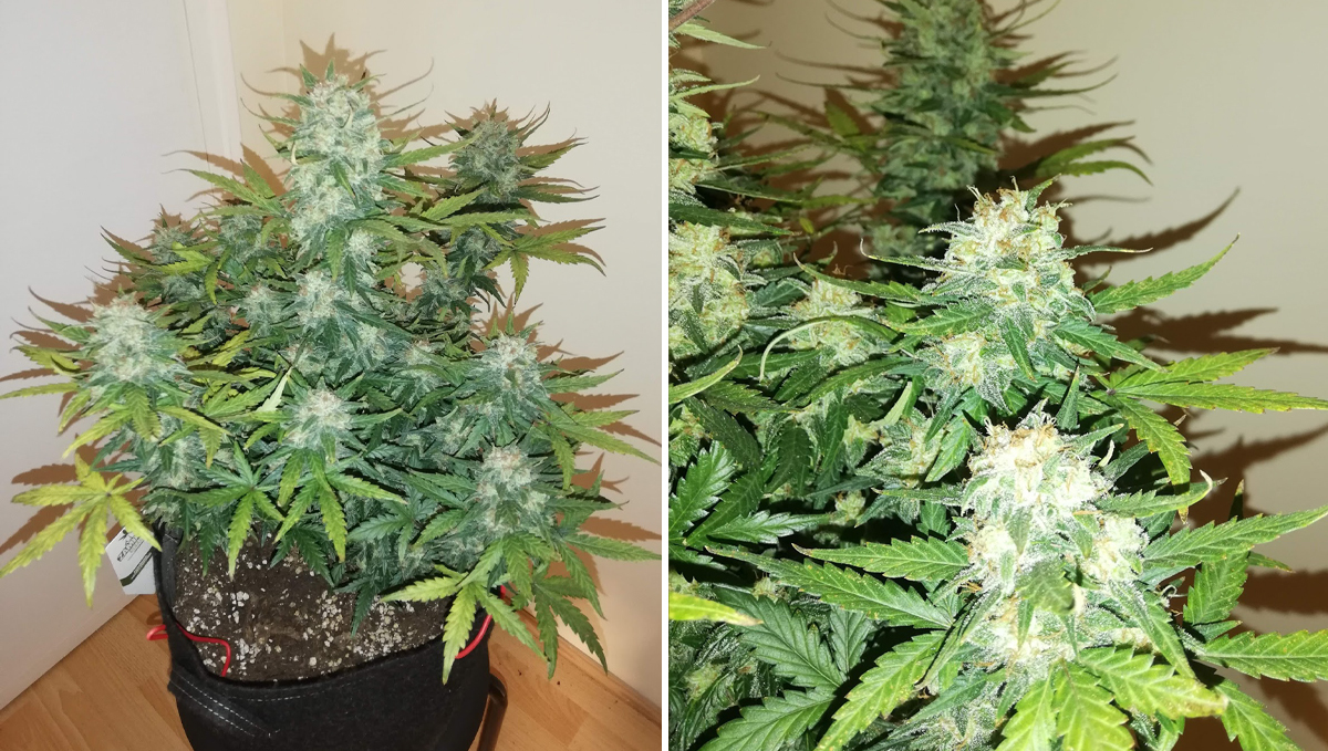 Die fünf kürzesten Autoflower - Fast Buds Autoflowering Hanfsamen