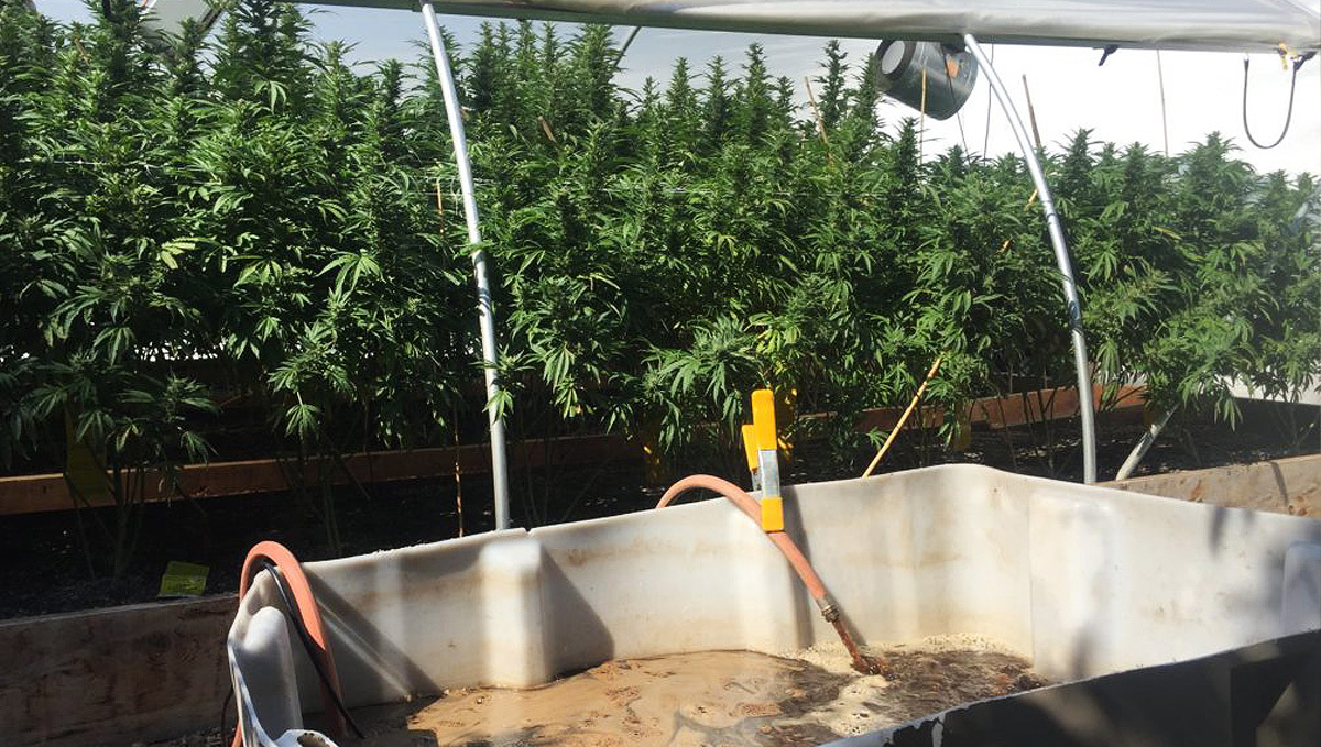 Organic teas for cannabis: how to make