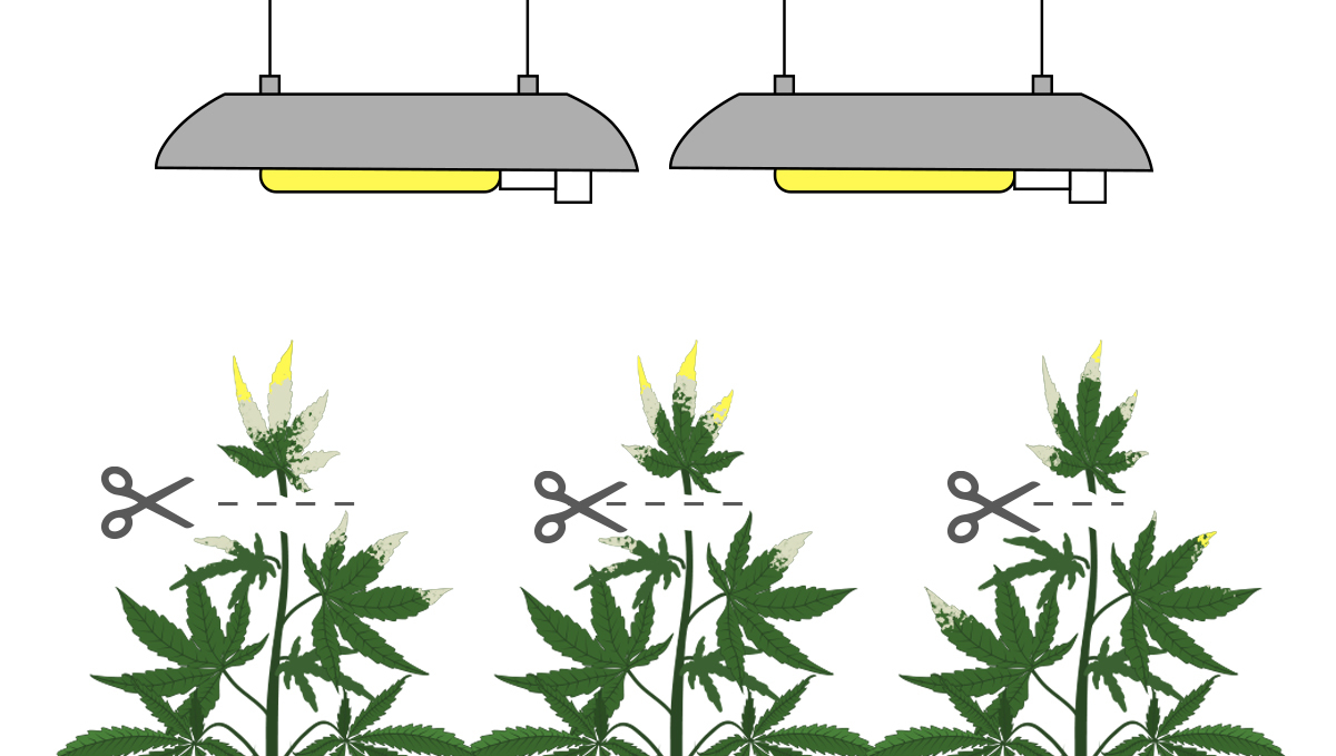 Light burn: recovery