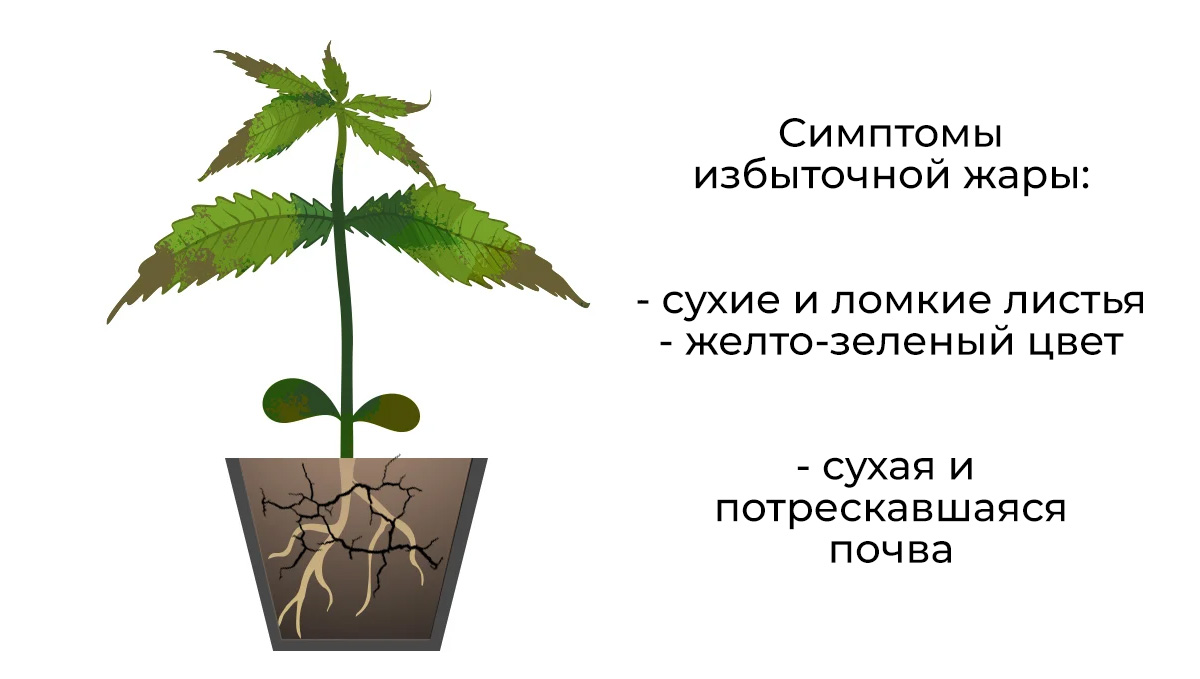 Common cannabis seedling problems: excessive heat