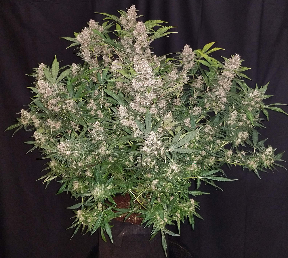 fastberry.jpg Fast Buds' Autolflower Blueberry - Fastberry