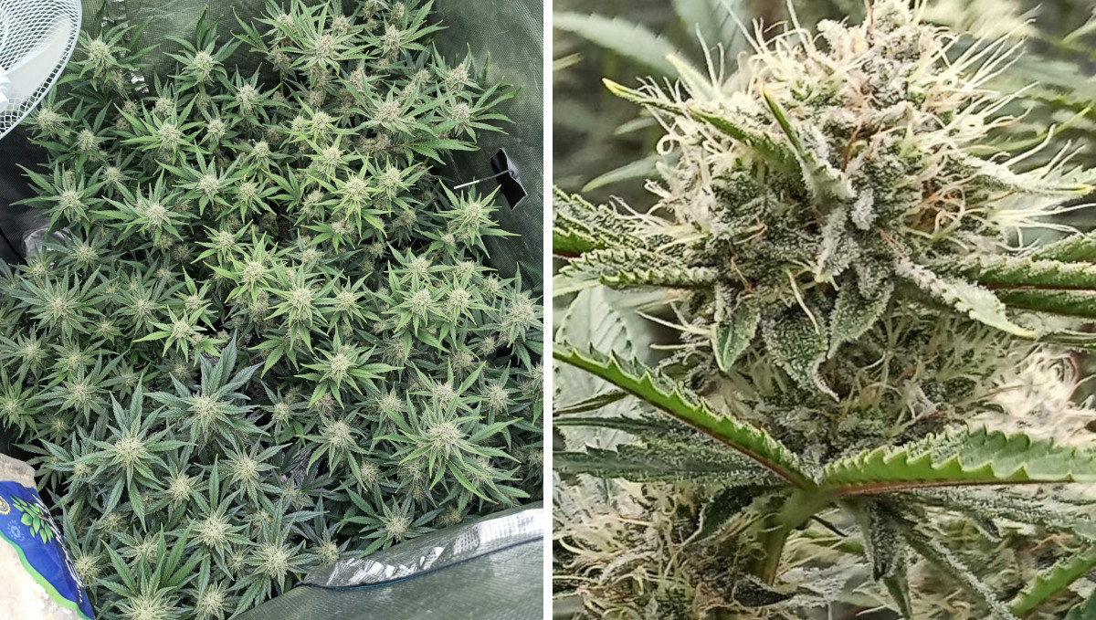Strawberry Pie Auto Cannabis Strain Week-by-Week Guide: A grow tent filled with many frosty flower tops and a close-up of a resinous bud Strawberry Pie Auto Cannabis Strain Week-by-Week Guide: A grow tent filled with many frosty flower tops and a close-up of a resinous bud