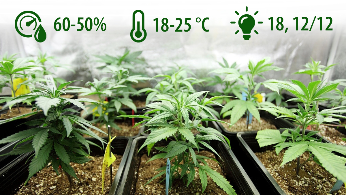 Micro Growing Cannabis: ideal environment Micro Growing Cannabis: ideal environment