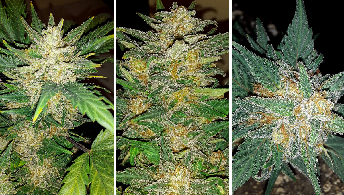 AK auto cannabis strain: week 9