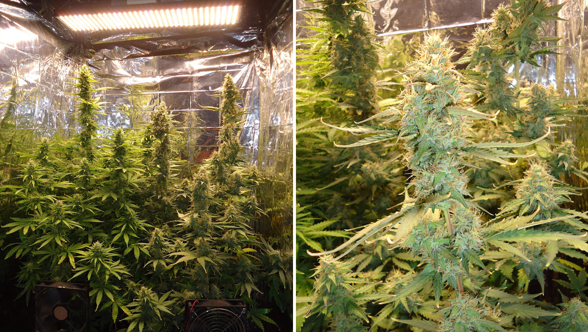 Five shortest autoflower strains: green crack auto Five shortest autoflower strains: green crack auto