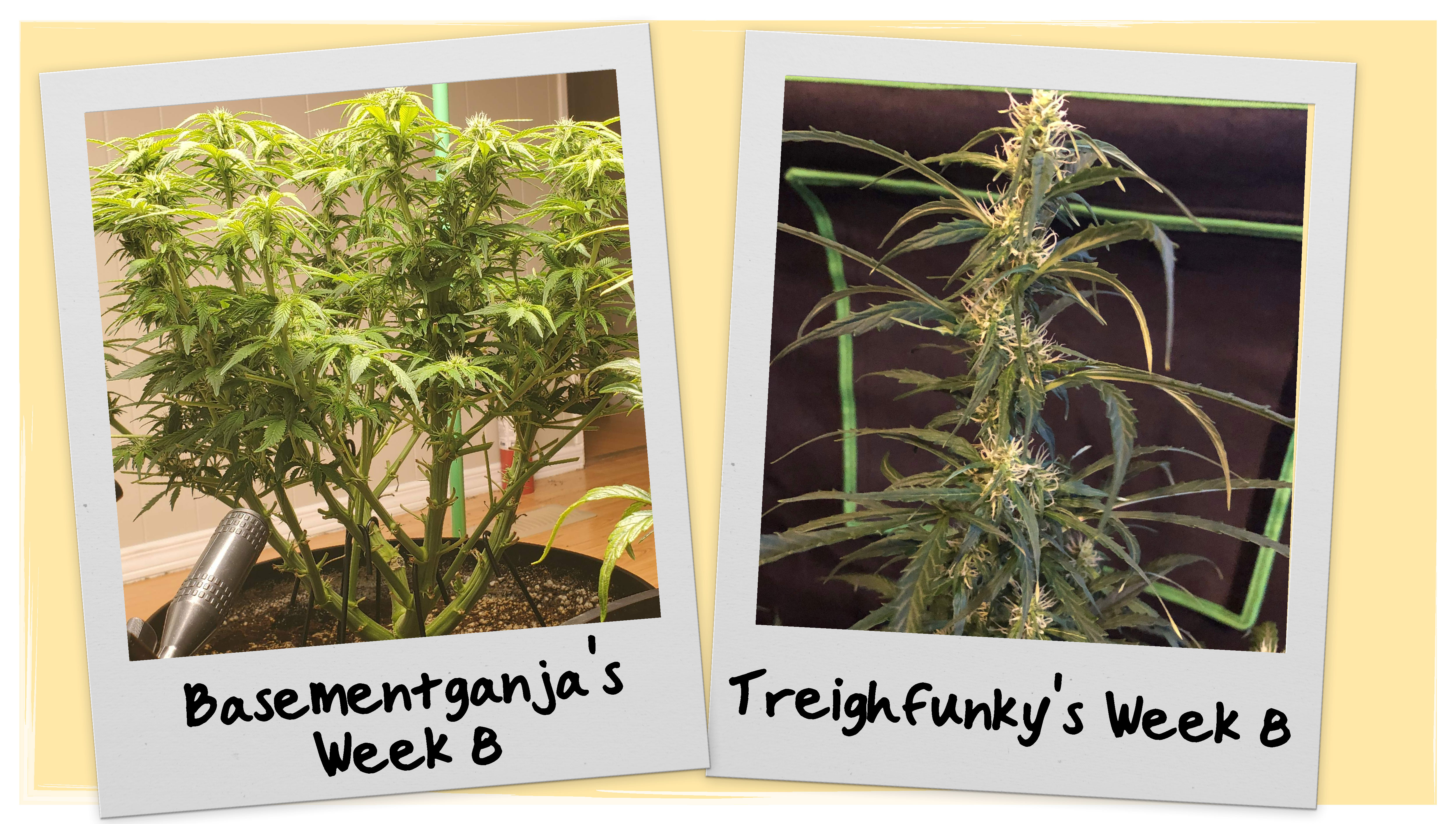 Week 8 Grow Progress