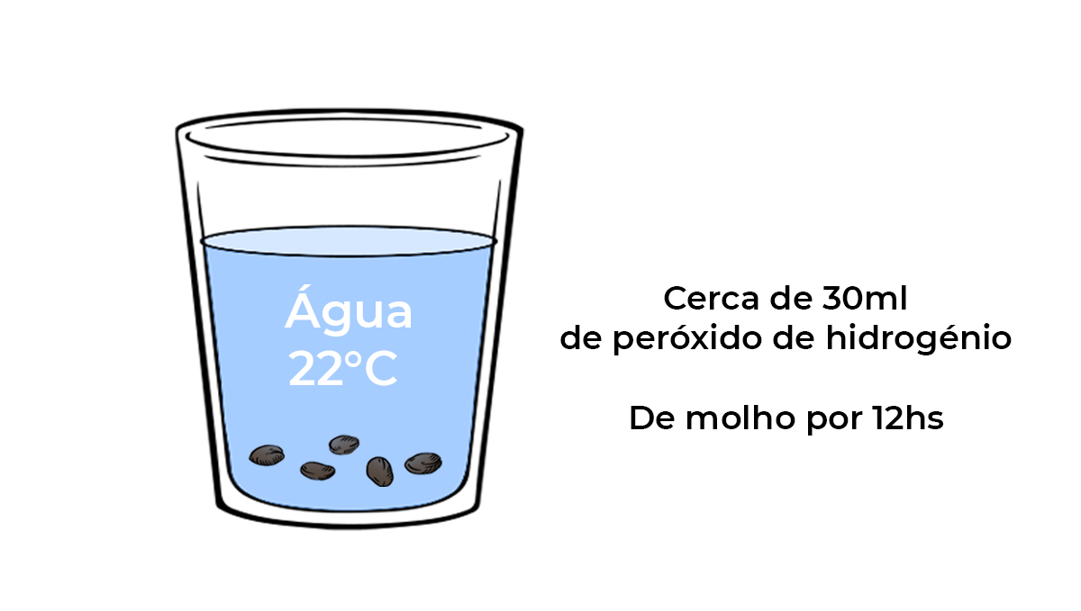 Guia de germinação: água suplementada