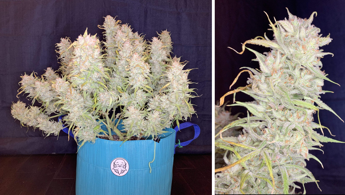 Gelato Auto Cannabis Strain Week-by-Week Guide: A mature autoflower all white from trichomes and a close-up shot of a frost-covered bud Gelato Auto Cannabis Strain Week-by-Week Guide: A mature autoflower all white from trichomes and a close-up shot of a frost-covered bud