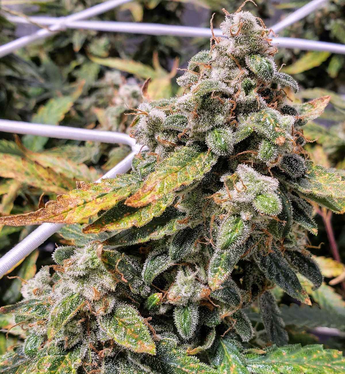 fastsmoothie-auto.jpg Fastbuds smootheir auto by JohnnyBlaz3