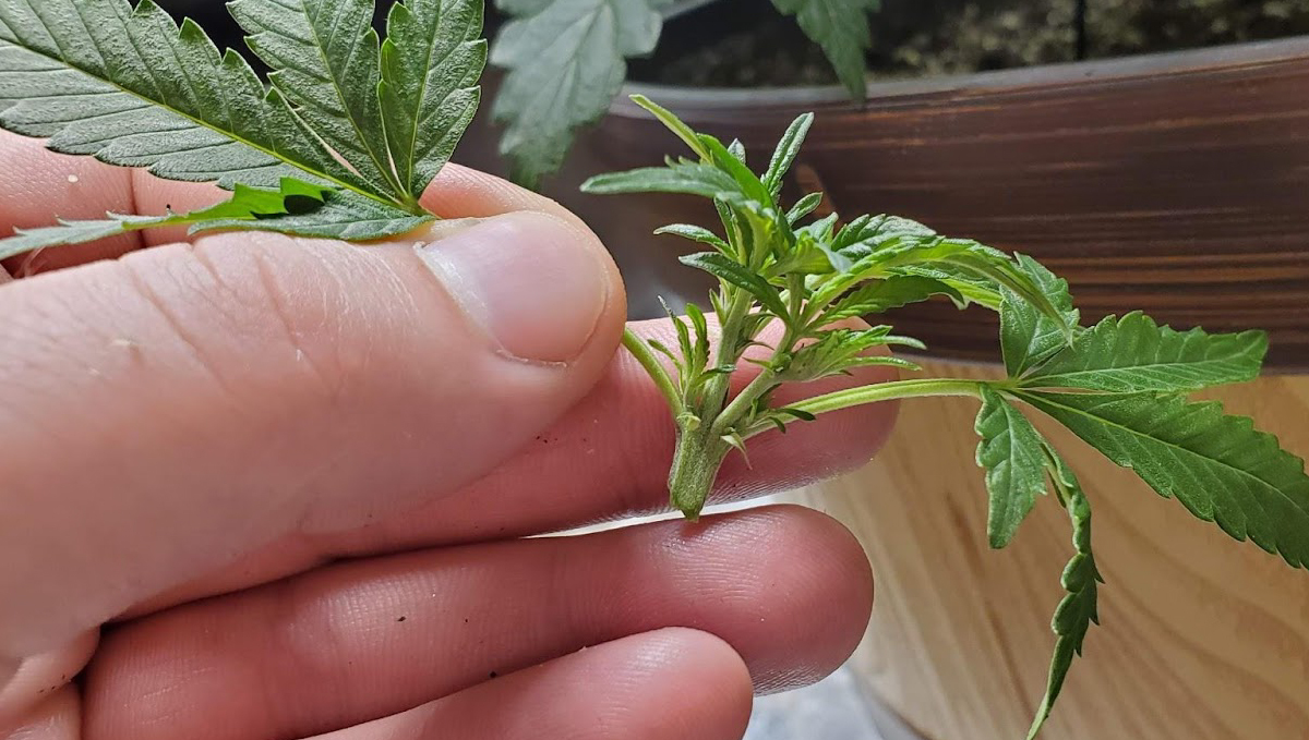 Lollipopping: Removing The Secondary Growth Lollipopping: Removing The Secondary Growth