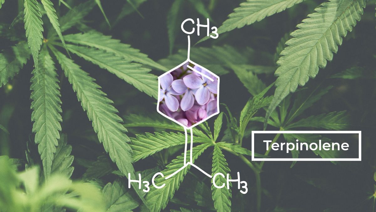 The molecular structure of cannabis' terpinolene terpenes. The molecular structure of cannabis' terpinolene terpenes.