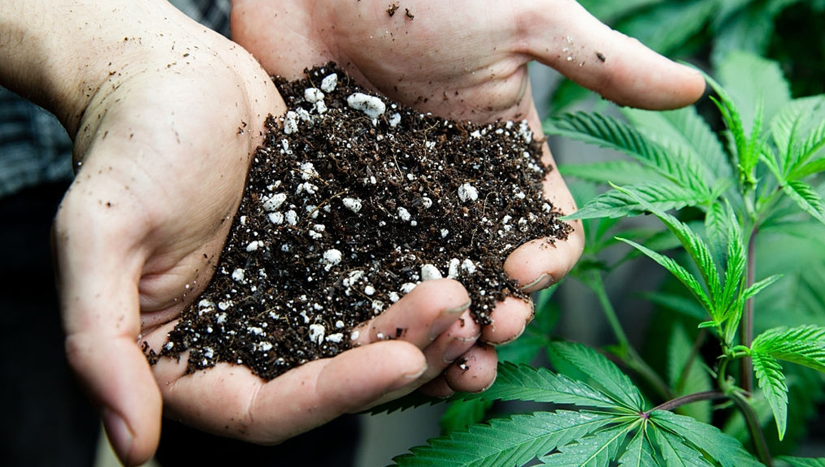 Plagron usage guide: green sensation Plagron usage guide: green sensation