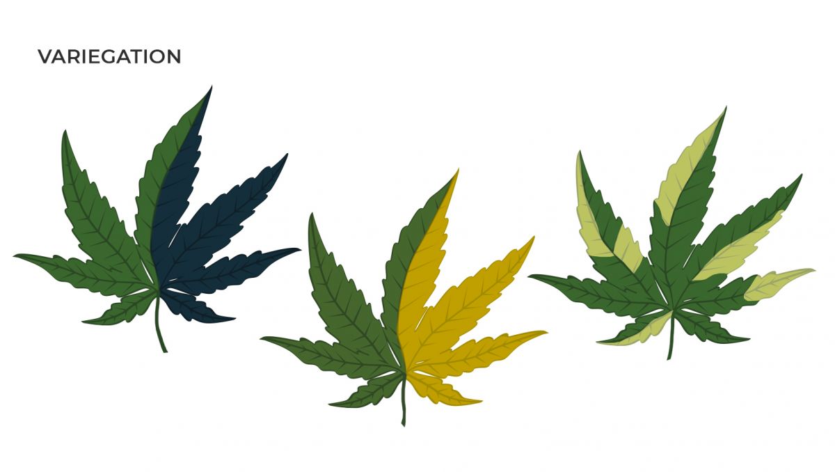 Common cannabis mutations: variegation