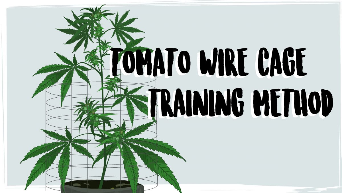 Pěstování samonakvétacího konopí venku: podpora rostlin pomocí drátěných klecí na rajčata Pěstování samonakvétacího konopí venku: podpora rostlin pomocí drátěných klecí na rajčata