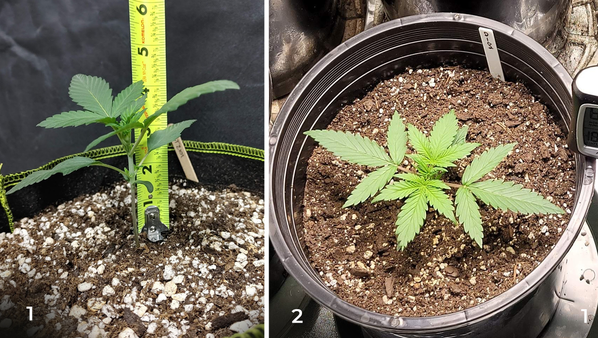 Jak dlouho trvají samonakvétací rostliny od výsevu do sklizně: 2. týden - raná vegetace Jak dlouho trvají samonakvétací rostliny od výsevu do sklizně: 2. týden - raná vegetace